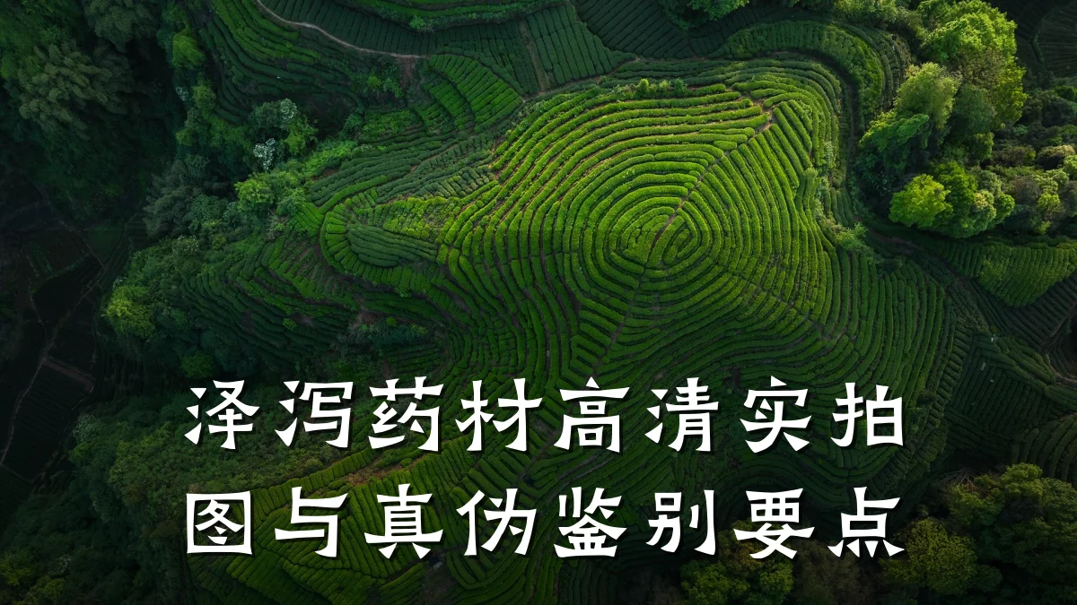 泽泻药材高清实拍图与真伪鉴别要点